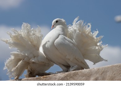 Fancy Pigeon Standing On The Wall