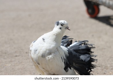 Fancy Pigeon Standing On The Wall