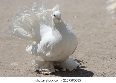 Fancy Pigeon Standing On The Wall