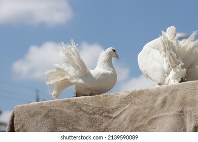 Fancy Pigeon Standing On The Wall