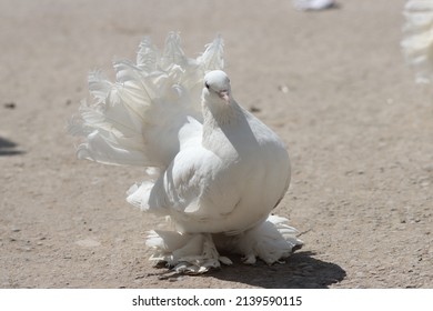 Fancy Pigeon Standing On The Wall