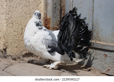 Fancy Pigeon Standing On The Wall