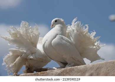 Fancy Pigeon Standing On The Wall