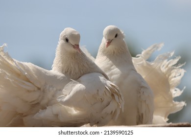 Fancy Pigeon Standing On The Wall