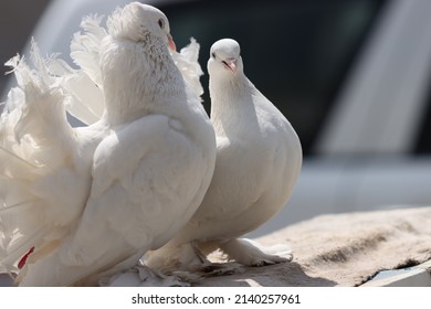 Fancy Pigeon Standing On The Wall