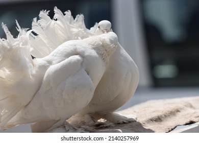 Fancy Pigeon Standing On The Wall