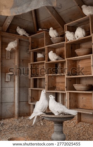 Fancy Pigeons or White Doves in Bird House