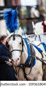 Fancy Plumed Horse In Chicago Used For Carriage Rides Downtown