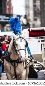 Fancy Plumed Horse In Chicago Used For Carriage Rides Downtown