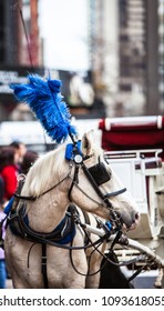 Fancy Plumed Horse In Chicago Used For Carriage Rides Downtown