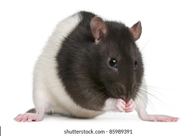 black and white dumbo rat