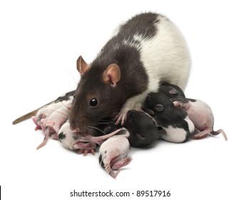 Black and white fancy rat Images, Stock Photos & Vectors | Shutterstock