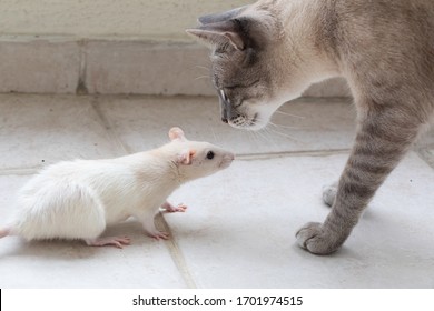 Fancy Rat And House Cat Sniffing Each Other 