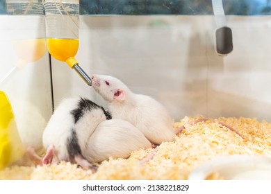 fancy rat rodent drinking water from bottle dispenser