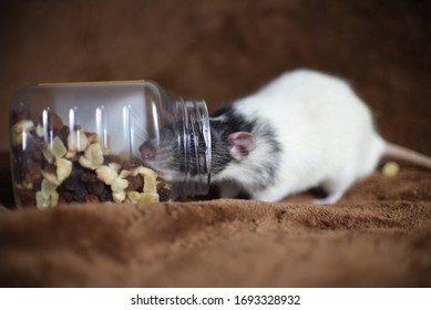 Fancy Rats Eating The Dried Fruit Out Of The Jar, The Rat Breed Dumbo