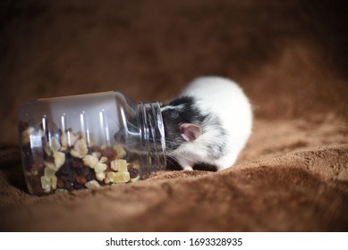 Fancy Rats Eating The Dried Fruit Out Of The Jar, The Rat Breed Dumbo