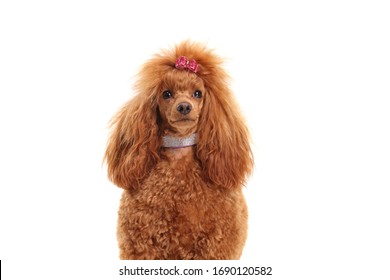 Fancy Red Poodle Dog With A Diamond Collar Isolated On White Background