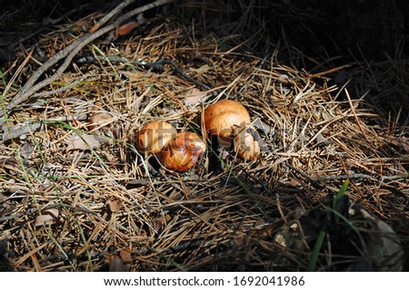 Similar – Image, Stock Photo Harvest-ready onions in sunlit Castilla La Mancha field