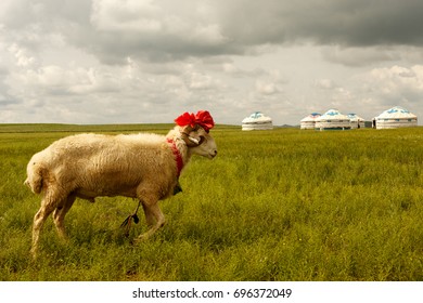 Fancy Sheep In Mongolian Grasslands