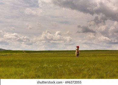 Fancy Sheep In Mongolian Grasslands