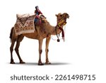 Fancy wrestler camel isolated on a white background.