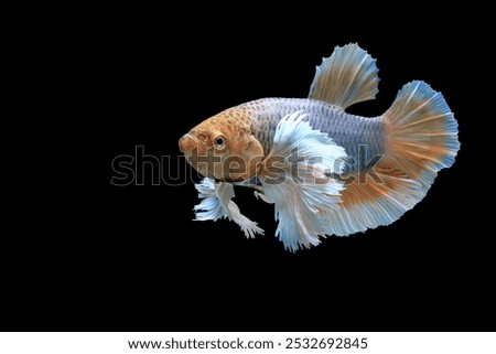 Fancy yellow dumbo ears betta fish on black