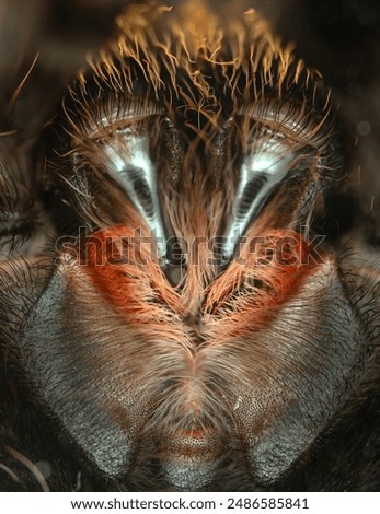 Fangs of A Tarantula Close-Up