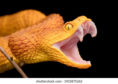 The fangs of a venomous bush viper snake - Shutterstock ID 1925875262