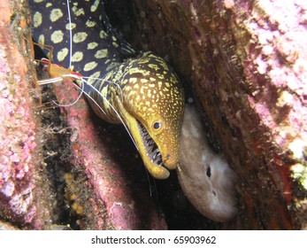 Fangtooth Moray