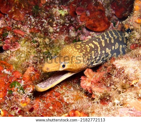 Fangtooth moray - Enchelycore anatina from Cyprus 