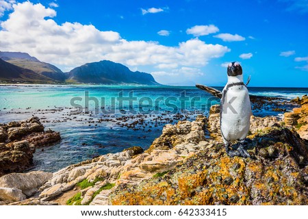 Fanny african black - white penguin on the beach of Atlantic.The boulders and algae. Boulders Penguin Colony National Park, South Africa. The concept of  ecotourism