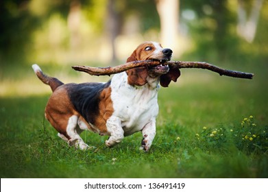 fanny dog basset hound running on the grass with stick
