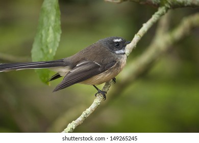 Fantail Bird