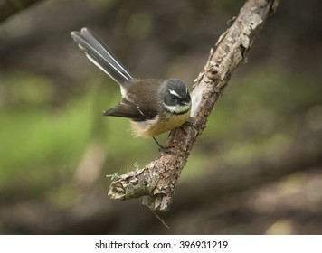 Fantail Bird Endemic To New Zealand