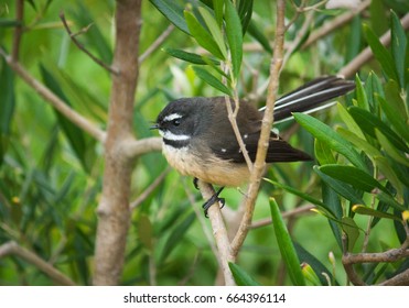 Fantail Bird Endemic To New Zealand