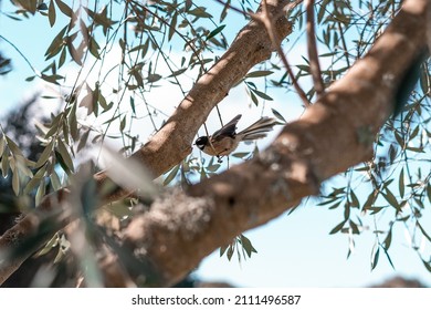 Fantail Bird Perched In A Tree