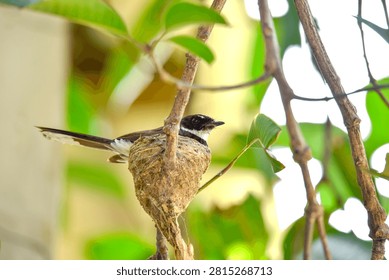 A fantail bird tending to and brooding its chicks in the nest, showcasing parental care and nurturing behavior in the wild.
