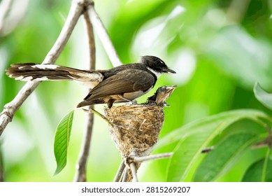 A fantail bird tending to and brooding its chicks in the nest, showcasing parental care and nurturing behavior in the wild.