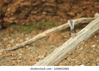 Fantail At Cowshed Doc Campsite, Kenepuru Sound, NZ