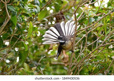 Fantail posing in the park