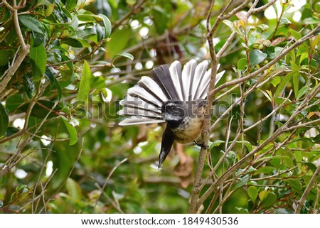 Fantail posing in the park