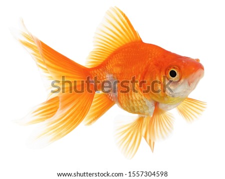 Fantail Ryukin Goldfish Isolated on White Background 