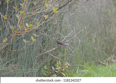 Fantail At Wenderholm Regional Park NZ