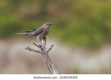 Un cuco de cola de abanico (Cacomantis flabelliformis) parado en la punta de una rama de árbol