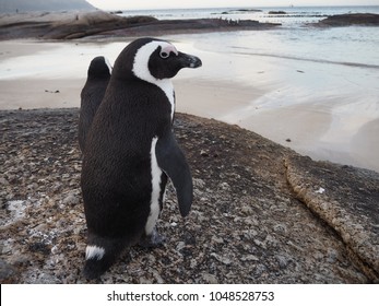 The fantastic African penguin on the beach.