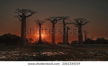 Image, Stock Photo Majestic Baobab Tree by the Shore at Praia Emilia