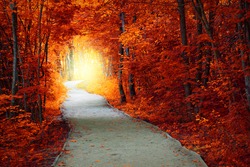 Fantastic Autumn Forest With Path And Magical Light, Fall Fairytale Landscape