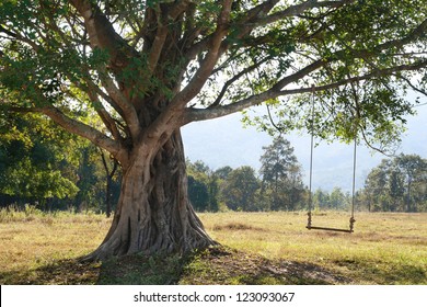 fantastic big tree with swing on green field, Chiang Mai, Thailand