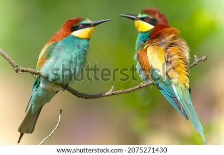 Similar – Portrait of a colorful bird