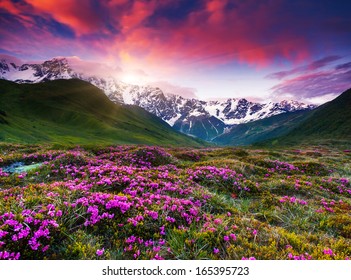 Fantastic colorful sunset and bloom rhododendron at the foot of Mt. Shkhara. Dramatic overcast sky. Upper Svaneti, Georgia, Europe. Caucasus mountains. Beauty world.